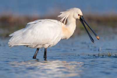 <i class='fa fa-user'></i> Hans Overduin |   Lepelaar  <i class='fa fa-eye'> 269</i>  <i class='fa fa-thumbs-up'> 17</i>   <i class='fa fa-comment-o'> 14</i>