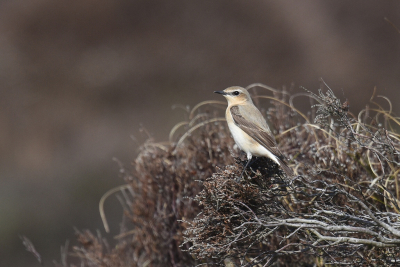 <i class='fa fa-user'></i> Gerard Visser |   Tapuit  <i class='fa fa-eye'> 182</i>  <i class='fa fa-thumbs-up'> 11</i>   <i class='fa fa-comment-o'> 12</i>