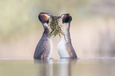 <i class='fa fa-user'></i> Van de Velde Frank |   Fuut  <i class='fa fa-eye'> 288</i>  <i class='fa fa-thumbs-up'> 22</i>   <i class='fa fa-comment-o'> 14</i>