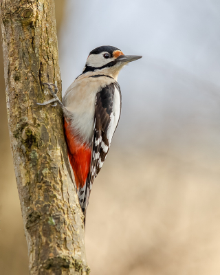 Hij roffelt er weer lekker op los deze Grote Bonte Specht. Af en toe pakt hij de schoorsteenkap ook mee, dan maak je pas echt indruk.

Deze heeft roestbruine veertjes boven zijn snavel, dat is ook vaak wit. Iemand een idee wat of dat is? Bedankt alvast.