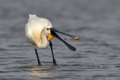 <i class='fa fa-user'></i> horneman69 |   Lepelaar  <i class='fa fa-eye'> 267</i>  <i class='fa fa-thumbs-up'> 13</i>   <i class='fa fa-comment-o'> 12</i>