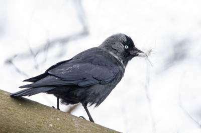 Geen ontluikende lente-omgeving, maar toch wel onmiskenbaar lentegedrag bij veel Kauwtjes. Dit kauwtje was duidelijk bezig om nestmateriaal te verzamelen in een bomenlaan die bij nader inzien vol bleek te zitten met Kauwtjesnesten.