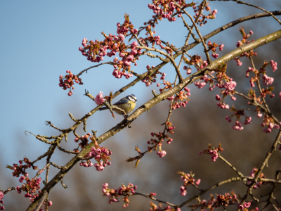In onze tuin komen veel vogels af op  het voer wat we aanbieden. De pimpelmezen zijn trouwe bezoekers. Er zijn diverse bomen en struiken waar ze regelmatig even landen en kijken of er nog iets te halen is. Het leukst vind ik de vogels in een natuurlijke omgeving fotograferen, maar deze foto van de pimpelmees in de bloeiende prunus boom in de tuin vond ik wel heel lente achtig.