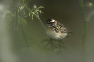 <i class='fa fa-user'></i> Kees van de Wege |   Paapje  <i class='fa fa-eye'> 255</i>  <i class='fa fa-thumbs-up'> 28</i>   <i class='fa fa-comment-o'> 17</i>