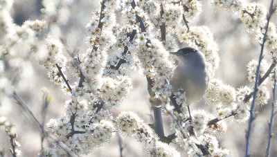 <i class='fa fa-user'></i> studiospotvogel |   Zwartkop  <i class='fa fa-eye'> 130</i>   <i class='fa fa-comment-o'> 22</i>