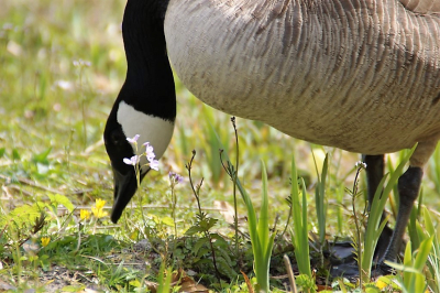 <i class='fa fa-user'></i> hesterb |   Grote Canadese Gans  <i class='fa fa-eye'> 104</i>   <i class='fa fa-comment-o'> 17</i>