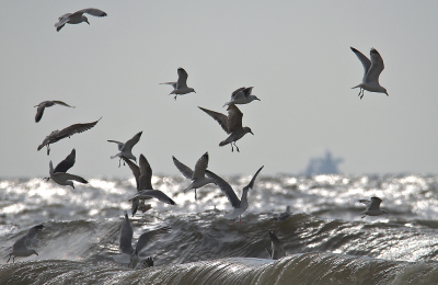 <i class='fa fa-user'></i> RTL |   Zilvermeeuw  <i class='fa fa-eye'> 175</i>  <i class='fa fa-thumbs-up'> 11</i>   <i class='fa fa-comment-o'> 12</i>