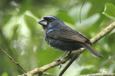 <i class='fa fa-user'></i> Martjan Lammertink |   Ultramarijnbisschop  <i class='fa fa-eye'> 120</i>  <i class='fa fa-thumbs-up'> 6</i>   <i class='fa fa-comment-o'> 3</i>