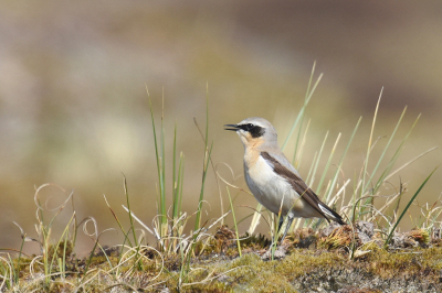 <i class='fa fa-user'></i> Gerard Visser |   Tapuit  <i class='fa fa-eye'> 228</i>  <i class='fa fa-thumbs-up'> 16</i>   <i class='fa fa-comment-o'> 16</i>