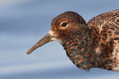 <i class='fa fa-user'></i> horneman69 |   Kemphaan  <i class='fa fa-eye'> 181</i>  <i class='fa fa-thumbs-up'> 3</i>   <i class='fa fa-comment-o'> 4</i>