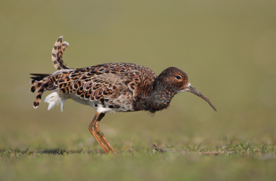 <i class='fa fa-user'></i> horneman69 |   Kemphaan  <i class='fa fa-eye'> 309</i>  <i class='fa fa-thumbs-up'> 15</i>   <i class='fa fa-comment-o'> 10</i>