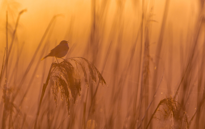 <i class='fa fa-user'></i> Hans Overduin |   Blauwborst  <i class='fa fa-eye'> 345</i>  <i class='fa fa-thumbs-up'> 28</i>   <i class='fa fa-comment-o'> 16</i>