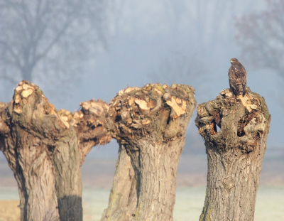 Zag dit tafereeltje en het sprak me aan vanwege die grillige, woeste Knotwilgen in combi met de Buizerd. De foto gaf ook een soort van "trompe-l'oeil"-effect, omdat het lijkt alsof de linker boom het dichtst bij staat en de boom met de Buizerd het verst weg,maar het is net andersom.