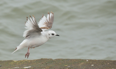 <i class='fa fa-user'></i> josephine |   Ross' Meeuw  <i class='fa fa-eye'> 336</i>  <i class='fa fa-thumbs-up'> 17</i>   <i class='fa fa-comment-o'> 18</i>