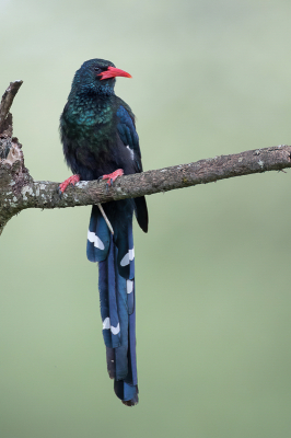 <i class='fa fa-user'></i> Paul van Giersbergen |   Groene Kakelaar  <i class='fa fa-eye'> 175</i>  <i class='fa fa-thumbs-up'> 7</i>   <i class='fa fa-comment-o'> 2</i>
