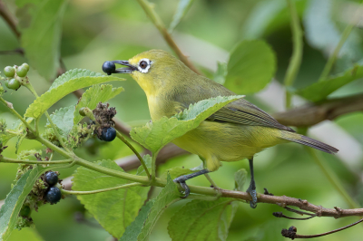 <i class='fa fa-user'></i> Paul van Giersbergen |   Somalische Brilvogel  <i class='fa fa-eye'> 119</i>   <i class='fa fa-comment-o'> 1</i>