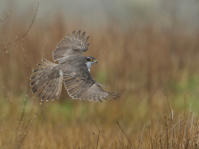 <i class='fa fa-user'></i> anevanrees |   Havik  <i class='fa fa-eye'> 407</i>  <i class='fa fa-thumbs-up'> 38</i>   <i class='fa fa-comment-o'> 18</i>