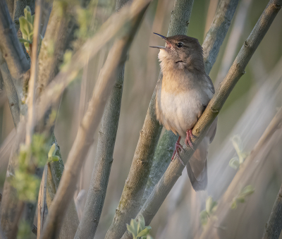 <i class='fa fa-user'></i> Fred |   Snor  <i class='fa fa-eye'> 257</i>  <i class='fa fa-thumbs-up'> 12</i>   <i class='fa fa-comment-o'> 7</i>