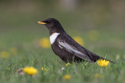 <i class='fa fa-user'></i> Tom |   Beflijster  <i class='fa fa-eye'> 452</i>  <i class='fa fa-thumbs-up'> 38</i>   <i class='fa fa-comment-o'> 21</i>