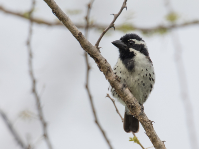 <i class='fa fa-user'></i> Paul van Giersbergen |   Rouwbaardvogel  <i class='fa fa-eye'> 133</i>  <i class='fa fa-thumbs-up'> 2</i>   <i class='fa fa-comment-o'> 3</i>