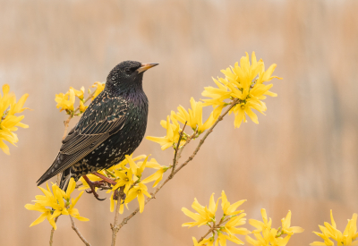 <i class='fa fa-user'></i> Truus Aletta Maan |   Spreeuw  <i class='fa fa-eye'> 140</i>  <i class='fa fa-thumbs-up'> 9</i>   <i class='fa fa-comment-o'> 22</i>