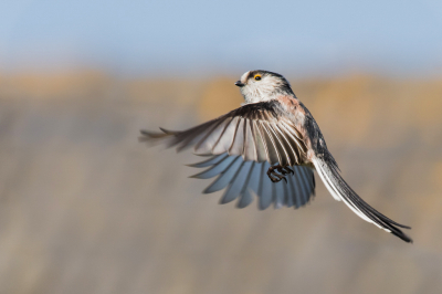 <i class='fa fa-user'></i> christina |   Staartmees  <i class='fa fa-eye'> 290</i>  <i class='fa fa-thumbs-up'> 21</i>   <i class='fa fa-comment-o'> 13</i>