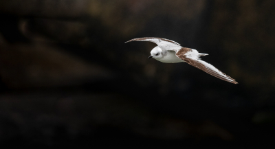 <i class='fa fa-user'></i> BasvanGennip |   Ross' Meeuw  <i class='fa fa-eye'> 305</i>  <i class='fa fa-thumbs-up'> 1</i>   <i class='fa fa-comment-o'> 3</i>