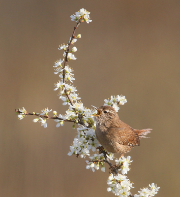 <i class='fa fa-user'></i> Henk Wiebe van der Meulen |   Winterkoning  <i class='fa fa-eye'> 362</i>  <i class='fa fa-thumbs-up'> 19</i>   <i class='fa fa-comment-o'> 22</i>