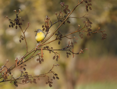 <i class='fa fa-user'></i> Jurgen Maassen |   Grote Gele Kwikstaart  <i class='fa fa-eye'> 227</i>  <i class='fa fa-thumbs-up'> 6</i>   <i class='fa fa-comment-o'> 5</i>