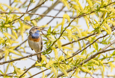 Na vele pogingen, met deels leuk resultaat, ben ik op 20 april een hele dag met de camera op pad gegaan. Deels gewoon maar zien wat er voor de lens komt, maar wel steeds oplettend of zich iets voordeed voor deze MO. Toen ik ineens hoog boven in een volop geel bloeiende boom een Blauwborst hoorde zingen, was het uiteraard zoeken waar die zat. En ja hoor, gevonden. Helaas erg hoog in de boom. Maar ik ben toch tevreden met het resultaat.