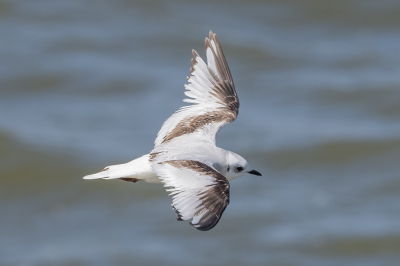 <i class='fa fa-user'></i> Marcel van der Tol |   Ross' Meeuw  <i class='fa fa-eye'> 317</i>  <i class='fa fa-thumbs-up'> 1</i>   <i class='fa fa-comment-o'> 5</i>