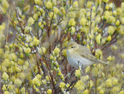 <i class='fa fa-user'></i> Gerard Visser |   Fitis  <i class='fa fa-eye'> 129</i>  <i class='fa fa-thumbs-up'> 2</i>   <i class='fa fa-comment-o'> 17</i>