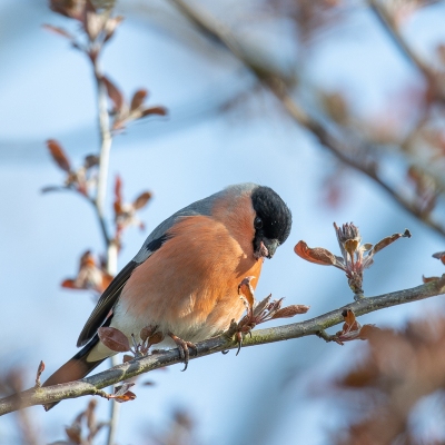 We hebben dit jaar voor het eerst regelmatig een koppeltje goudvinken in onze tuin, die zich met name tegoed doen aan de jonge knopjes van o.a. de sierkers. Hier het mannetje, die bij een ondergaand zonnetje zijn best doet om zijn buikje rond te eten. Dat lukt 'm wel aardig.