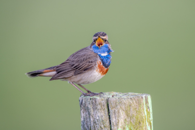 <i class='fa fa-user'></i> ericinghelbrecht |   Blauwborst  <i class='fa fa-eye'> 135</i>  <i class='fa fa-thumbs-up'> 1</i>   <i class='fa fa-comment-o'> 18</i>