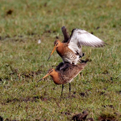 's Ochtends een bezoek aan Arkemheen voor de weidevogels. Opeens landde dit paartje vlak bij mijn auto, die alleen nog een stukje hoefde uit te rollen. Vanuit de auto een hele serie kunnen schieten. Ze bleven minutenlang doorgaan voor ze vertrokken. Als dit geen lente is...