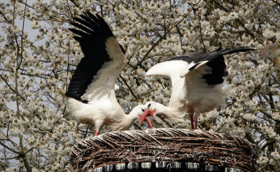 <i class='fa fa-user'></i> Marty |   Ooievaar  <i class='fa fa-eye'> 132</i>   <i class='fa fa-comment-o'> 17</i>