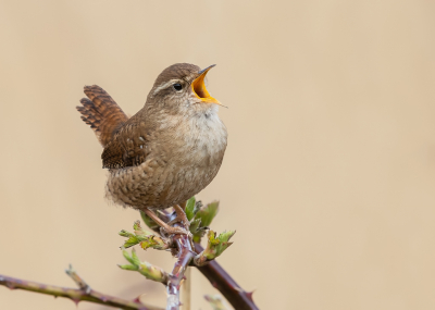 <i class='fa fa-user'></i> Katoo |   Winterkoning  <i class='fa fa-eye'> 192</i>  <i class='fa fa-thumbs-up'> 13</i>   <i class='fa fa-comment-o'> 20</i>