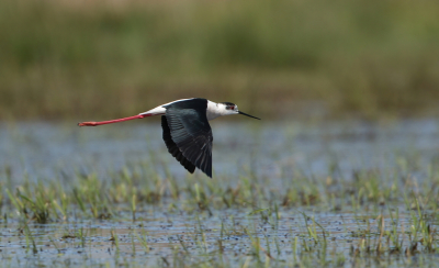 <i class='fa fa-user'></i> horneman69 |   Steltkluut  <i class='fa fa-eye'> 274</i>  <i class='fa fa-thumbs-up'> 11</i>   <i class='fa fa-comment-o'> 6</i>