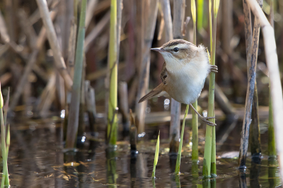 <i class='fa fa-user'></i> Willem Verhagen |   Rietzanger  <i class='fa fa-eye'> 123</i>  <i class='fa fa-thumbs-up'> 5</i>   <i class='fa fa-comment-o'> 20</i>
