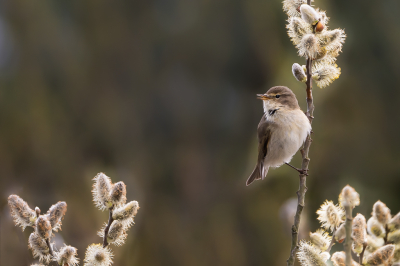 <i class='fa fa-user'></i> Vincent Vuik |   Tjiftjaf  <i class='fa fa-eye'> 155</i>  <i class='fa fa-thumbs-up'> 11</i>   <i class='fa fa-comment-o'> 23</i>