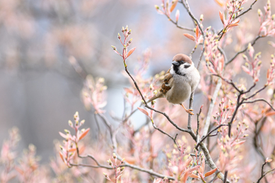 <i class='fa fa-user'></i> Wil Doorn-Meijne |   Ringmus  <i class='fa fa-eye'> 172</i>  <i class='fa fa-thumbs-up'> 14</i>   <i class='fa fa-comment-o'> 15</i>