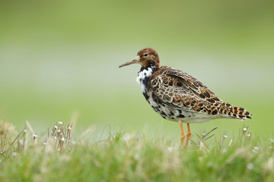 <i class='fa fa-user'></i> anevanrees |   Kemphaan  <i class='fa fa-eye'> 134</i>  <i class='fa fa-thumbs-up'> 7</i>   <i class='fa fa-comment-o'> 14</i>