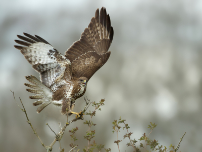 <i class='fa fa-user'></i> anevanrees |   Buizerd  <i class='fa fa-eye'> 236</i>  <i class='fa fa-thumbs-up'> 17</i>   <i class='fa fa-comment-o'> 13</i>