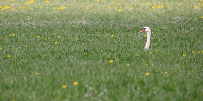 <i class='fa fa-user'></i> kruisje2000 |   Knobbelzwaan  <i class='fa fa-eye'> 97</i>   <i class='fa fa-comment-o'> 14</i>