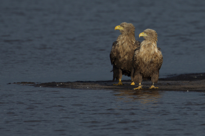 <i class='fa fa-user'></i> anevanrees |   Zeearend  <i class='fa fa-eye'> 359</i>  <i class='fa fa-thumbs-up'> 16</i>   <i class='fa fa-comment-o'> 9</i>