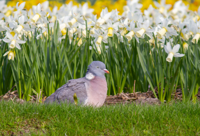 <i class='fa fa-user'></i> hansgans |   Houtduif  <i class='fa fa-eye'> 116</i>  <i class='fa fa-thumbs-up'> 1</i>   <i class='fa fa-comment-o'> 17</i>