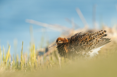 <i class='fa fa-user'></i> Conny Schotanus |   Kemphaan  <i class='fa fa-eye'> 103</i>   <i class='fa fa-comment-o'> 12</i>