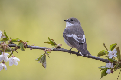 <i class='fa fa-user'></i> Frokkel |   Bonte Vliegenvanger  <i class='fa fa-eye'> 232</i>  <i class='fa fa-thumbs-up'> 8</i>   <i class='fa fa-comment-o'> 3</i>