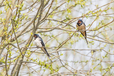 Op 'jacht' naar een geschikte foto voor de MO, kwam ik op een plek waar een groepje Boerenzwaluwen rond de bomen vlogen en daar af en toe neerstreken. Zo ook deze twee Boerenzwaluwen, die zich redelijk vrij en in het zonnetje lieten fotograferen.