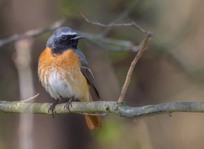 <i class='fa fa-user'></i> Hillebrand Keun |   Gekraagde Roodstaart  <i class='fa fa-eye'> 202</i>  <i class='fa fa-thumbs-up'> 8</i>   <i class='fa fa-comment-o'> 6</i>